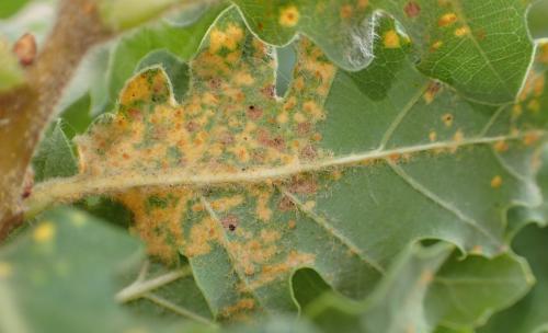Phylloxera quercus